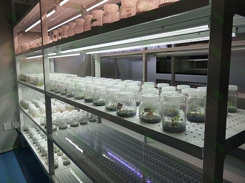 新安植物组织培养实验室设计建设方案